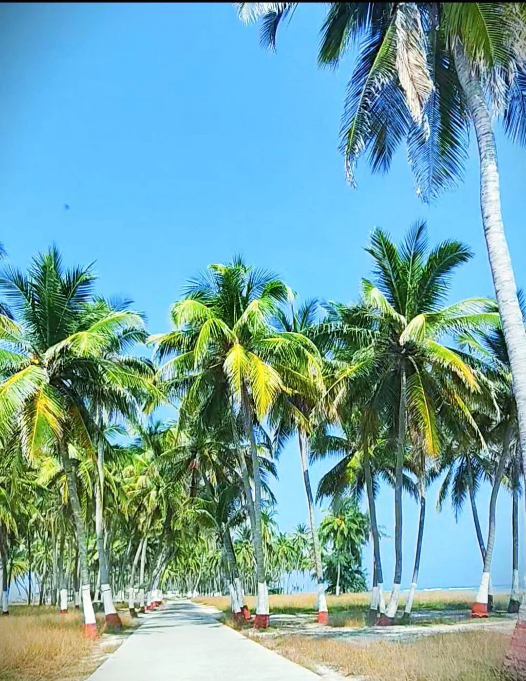 Road lined with coconut palms